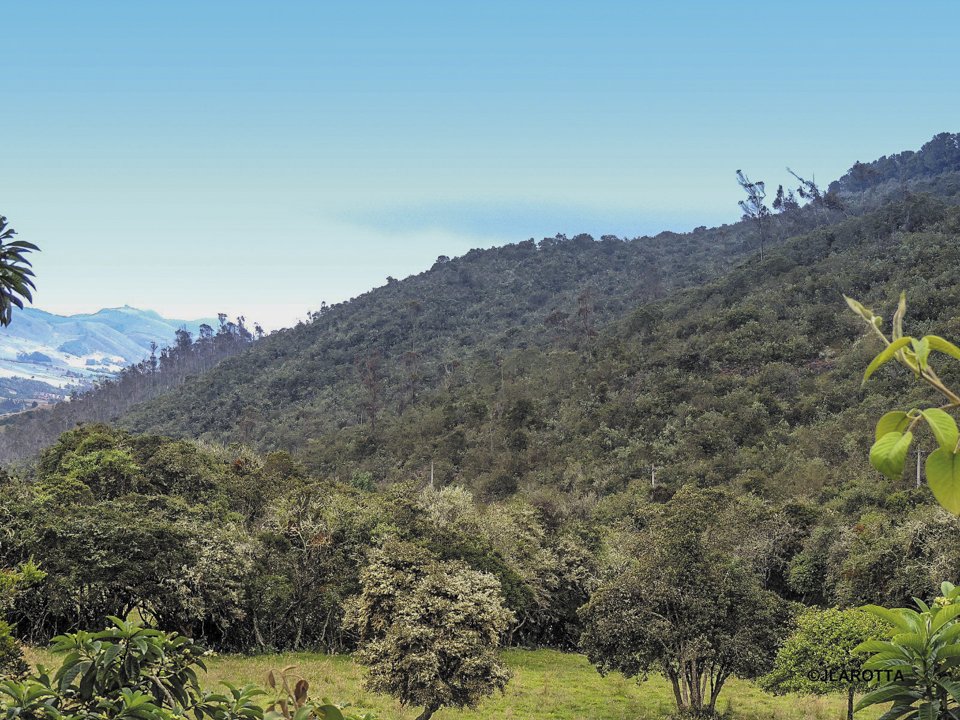 Bosque-Nativo-El-Hatillo